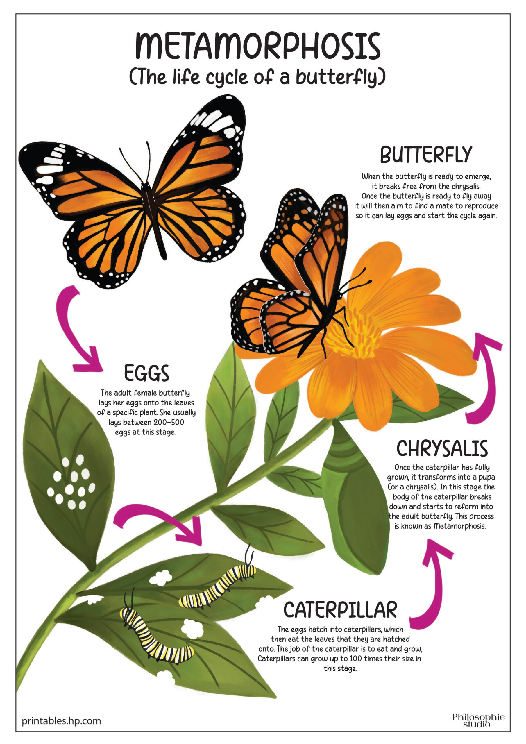 Back To School | The Life Cycle Of A Butterfly | Printables - Free for Free Printable Life Cycle Of A Butterfly