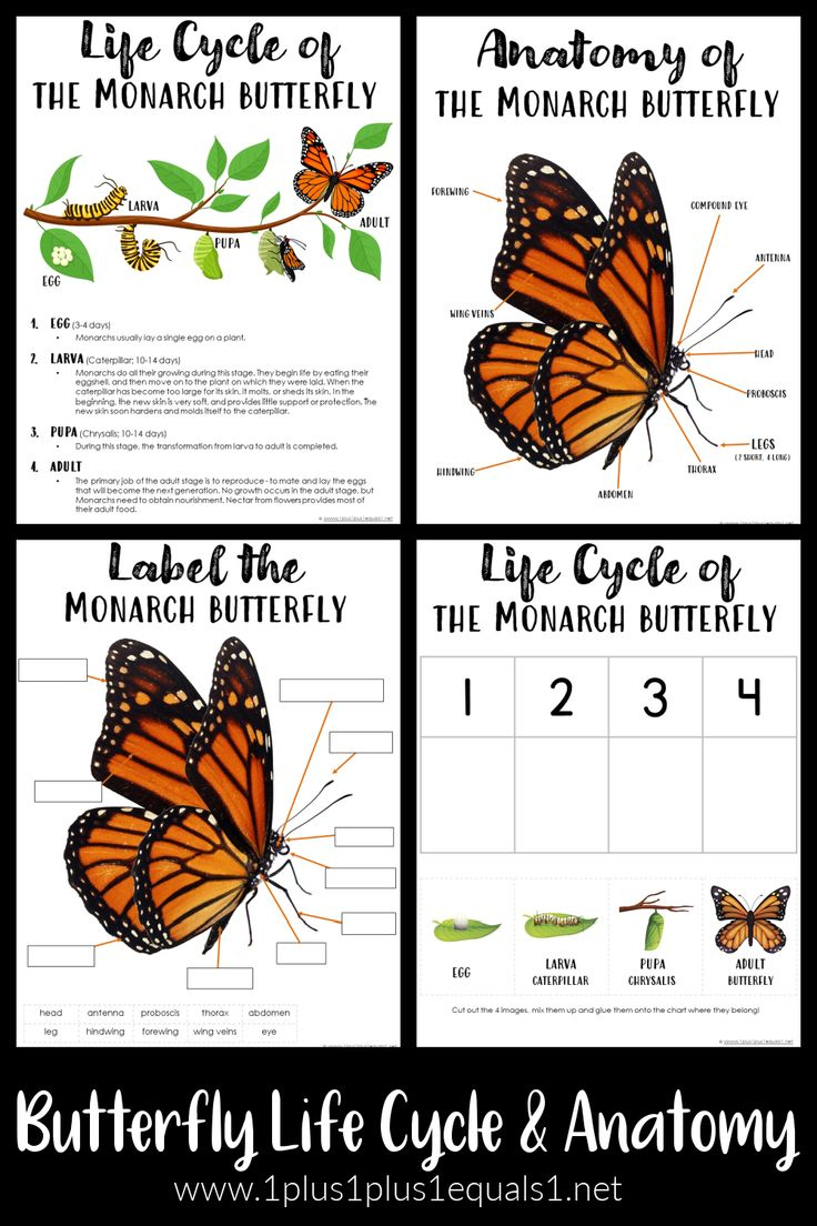 Butterfly Life Cycle & Anatomy Printables - 1+1+1=1 regarding Printable Monarch Butterfly Life Cycle