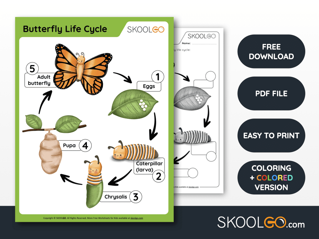 Butterfly Life Cycle - Free Worksheet - Skoolgo for Free Printable Life Cycle of a Butterfly