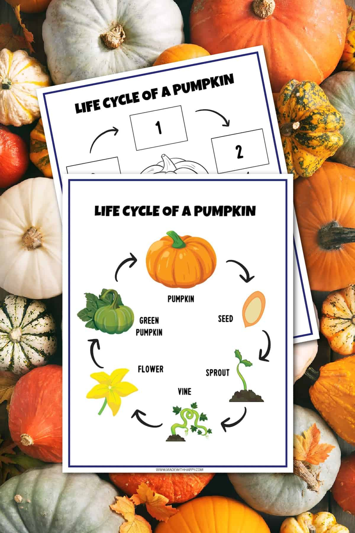 Free Life Cycle Of A Pumpkin Worksheet - Made With Happy pertaining to Free Printable Pumpkin Life Cycle