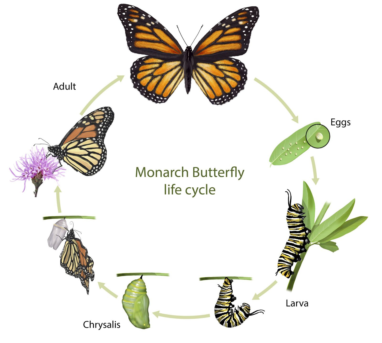 Monarch Butterfly | Life Cycle, Caterpillar, Migration, Endangered within Printable Monarch Butterfly Life Cycle