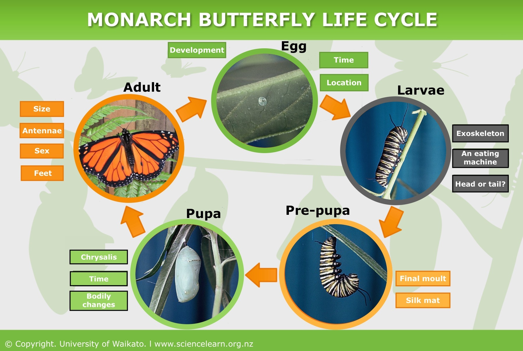 Monarch Butterfly Life Cycle — Science Learning Hub in Printable Monarch Butterfly Life Cycle