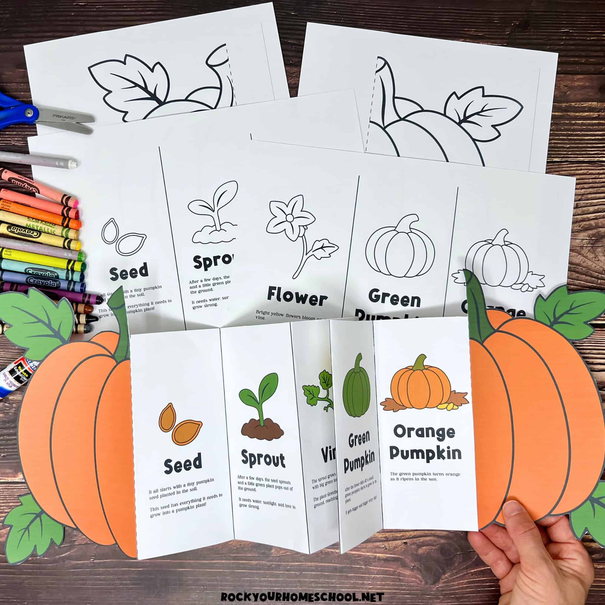 Pumpkin Life Cycle Activity For A Fun Science Foldable (Free in Free Printable Pumpkin Life Cycle