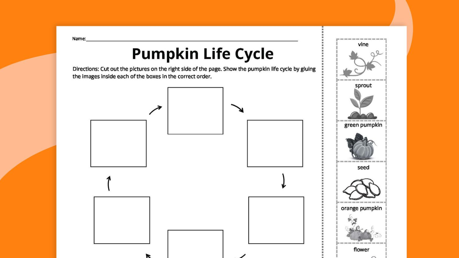 Pumpkin Life Cycle Worksheets For Kids (Free Printables) intended for Free Printable Pumpkin Life Cycle